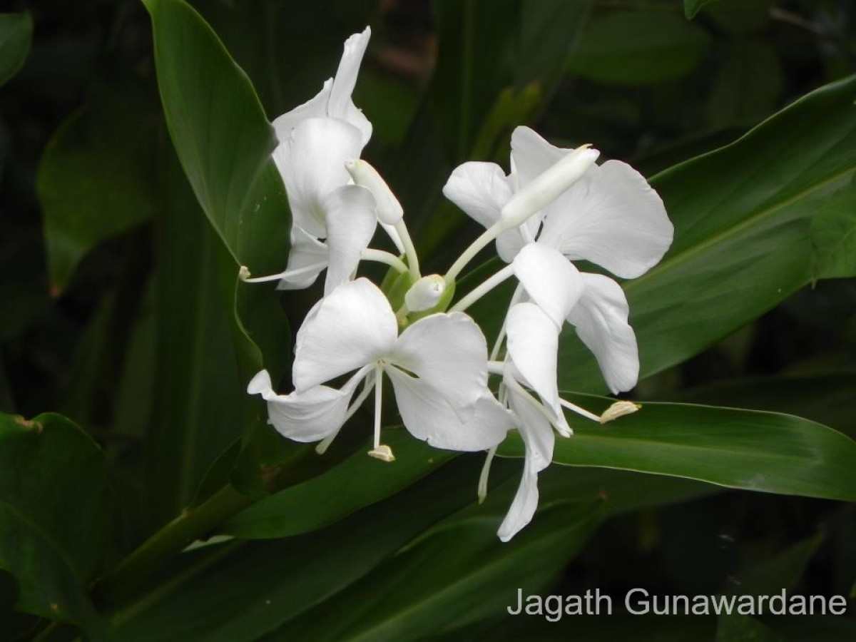 Hedychium coronarium J.Koenig